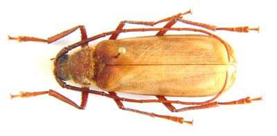 Erioderus sp.